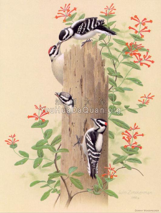 Downy Woodpecker - 威廉·齐默曼